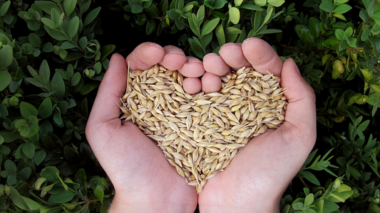 reduce your heart disease risk with a plant-based diet whole harvest